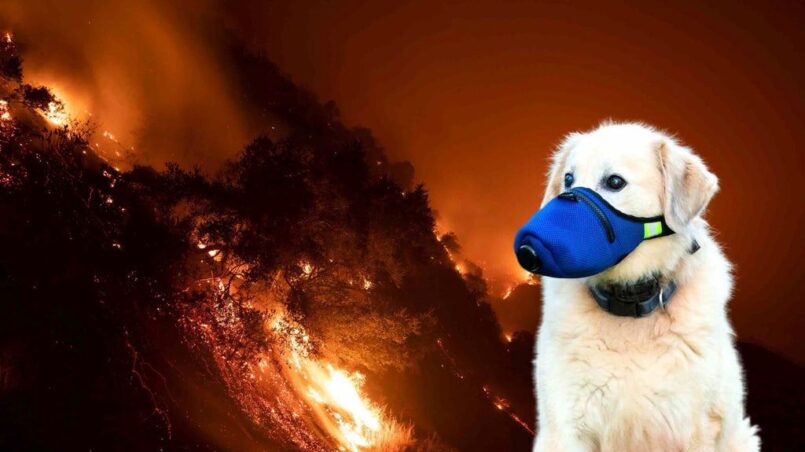Best post wildfire ash pet respiratory care for dogs