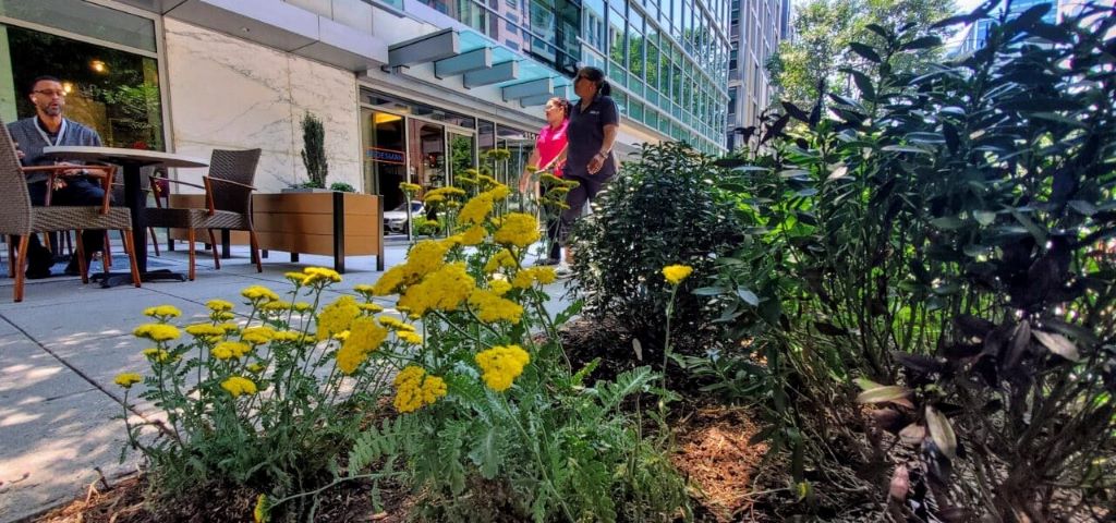 How to Grow a Resilient Colorado Native Pollinator Garden