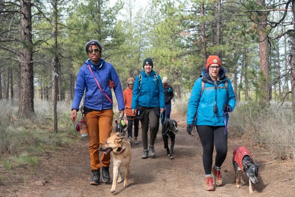 How to Adopt a Dog in Colorado