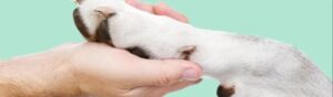 Colorado's Pet Animal Care and Facilities Act (PACFA)