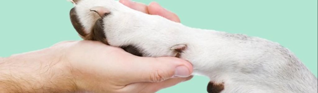 Colorado's Pet Animal Care and Facilities Act (PACFA)