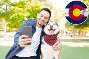 Understanding the colorado pet license and why it matters qui