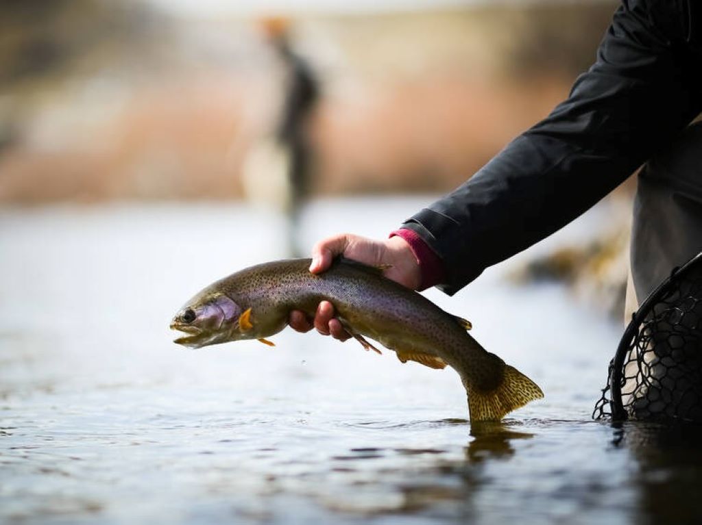 The Beginner's Guide To Fly-Fishing In Colorado