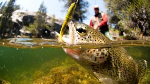 Is Colorado a good state for fishing