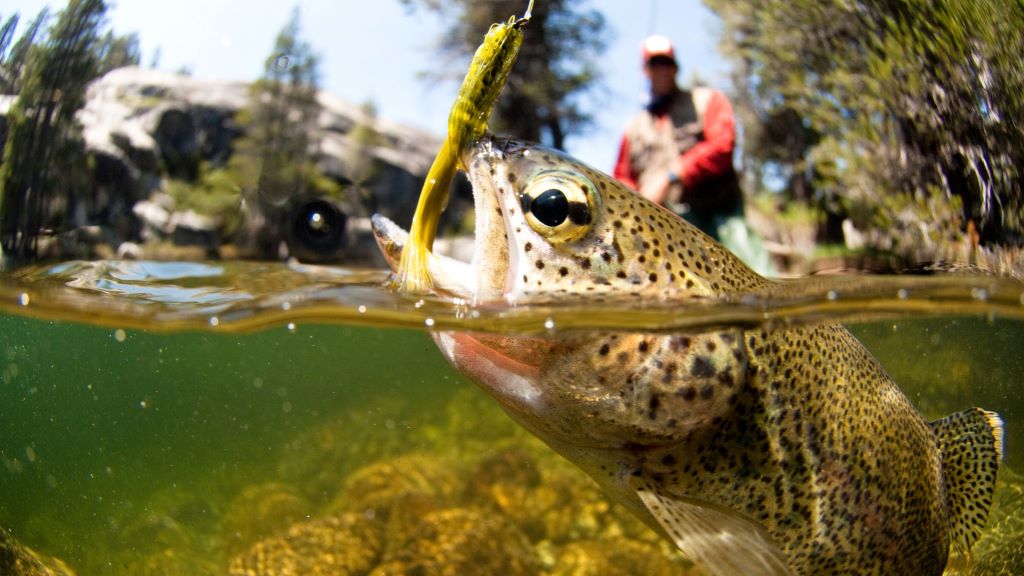 Ultimate Colorado Fishing Guide: Best Spots, Seasons & Tips
