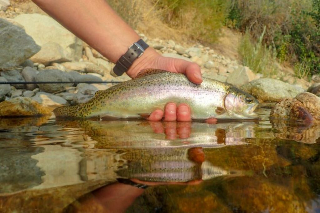 New rules of the river colorado fishing regulations and licenses