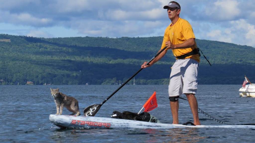 Cat on inflatable paddle board with life jacket in calm lake water.