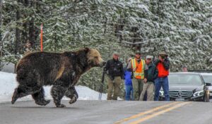 What to Do If a Bear Attacks