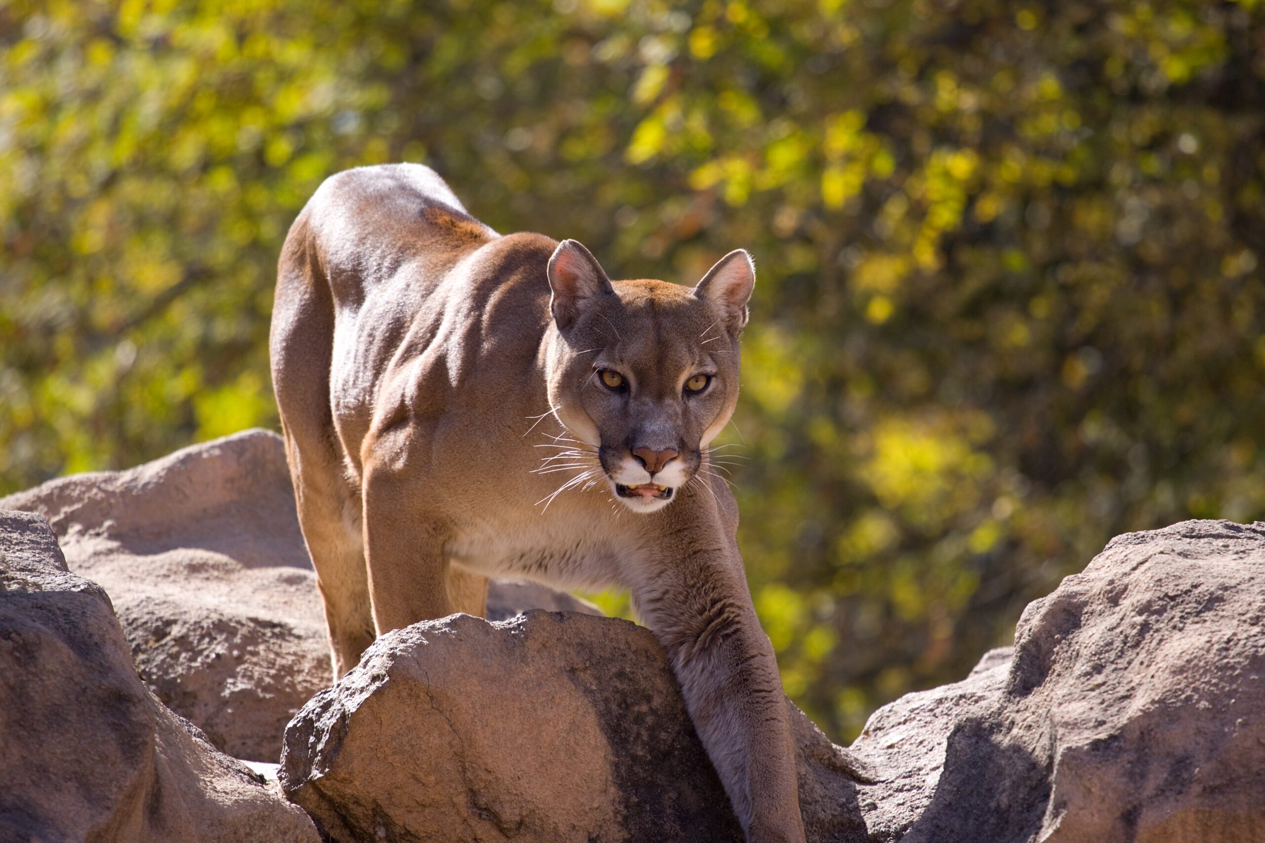What to Do If You See a Mountain Lion