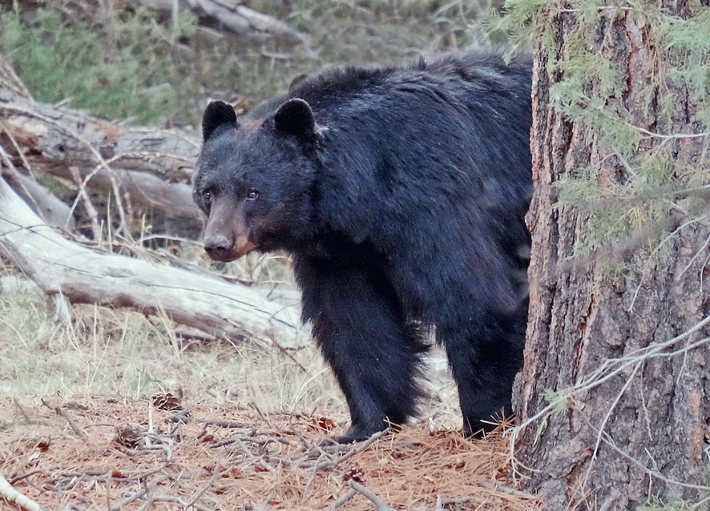 How to Avoid Bear Encounters