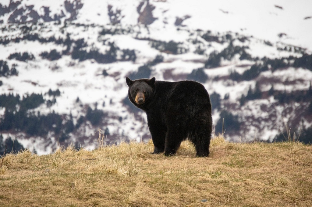 Are black bears common near cities like Boulder or Colorado Springs